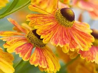 Helenium flowers