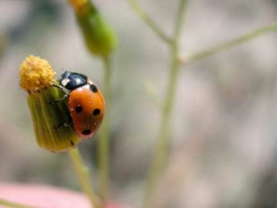 Lady Bug on flower