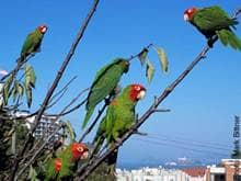 The Wild Parrots of Telegraph Hill