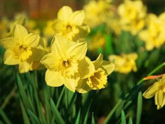 Daffodils