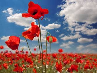 Poppies in a poppy field.