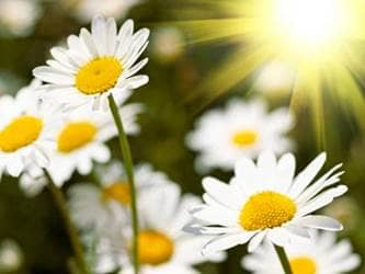 Field of White Camomile Flowers and the Sun