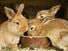 Pet Prayers: Bunnies eating from a bowl
