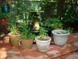 Organic Gardening