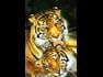 Pet Lovers Group