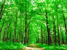 Bright green forest path