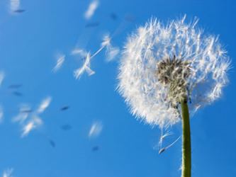 How to Make Your Wishes Come True