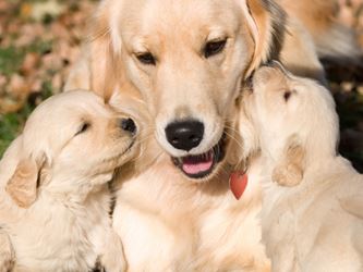 Blessing the Animals You Love