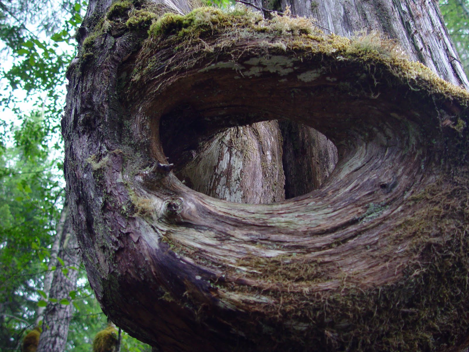 Unique As A Circular Tree Branch Through The Lens Of Faith