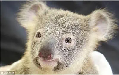 Hermoso Momento En El Que Un Koala Abraza A Su Madre Tras Una Cirugia Beliefnet